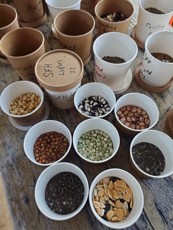 Seed Swap & Share event showing various vegetable and flower seeds in labeled containers including climbing beans, squash, lentils, parsley, and other varieties